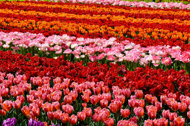 pole tulipánů - Fotografie, Obrázek