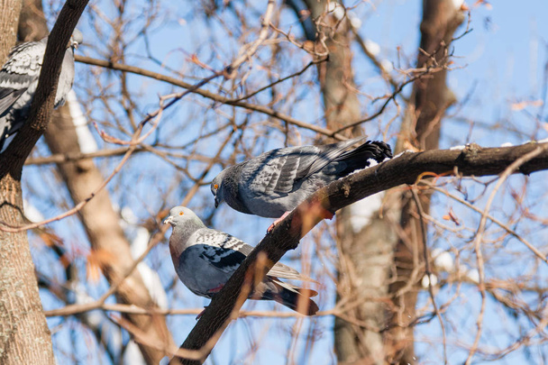 Зграя голубів, що плавають на зимовому сонці
 - Фото, зображення