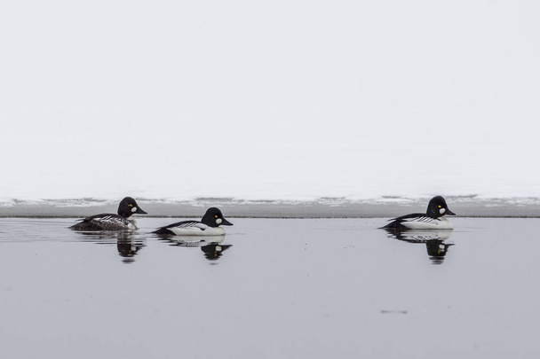 Common Goldeneye in a lake. - Photo, Image