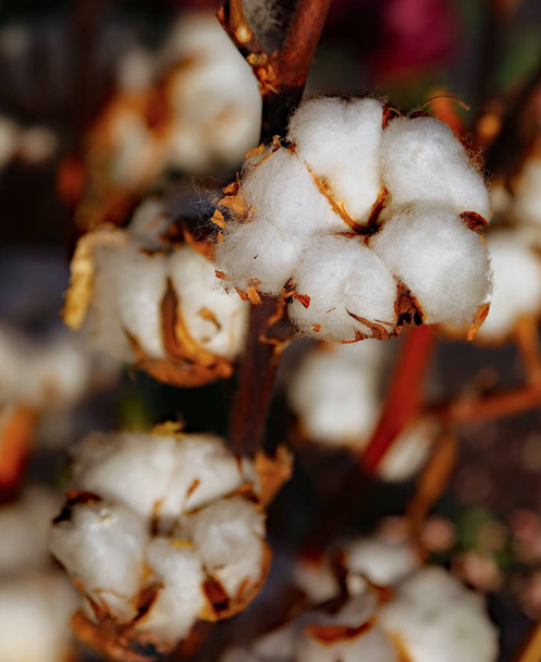 beaucoup de poupée de coton blanc sur la culture de la plante de coton
 - Photo, image