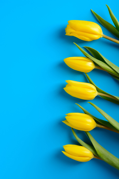Tulipanes amarillos sobre fondo azul - Foto, imagen