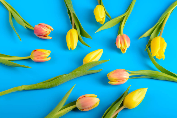 Tulips on a blue background - 写真・画像