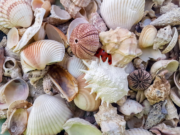 variety of seashells as a background. concept of relaxation. - Fotografie, Obrázek