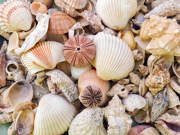 variety of seashells as a background. concept of relaxation. - Photo, Image