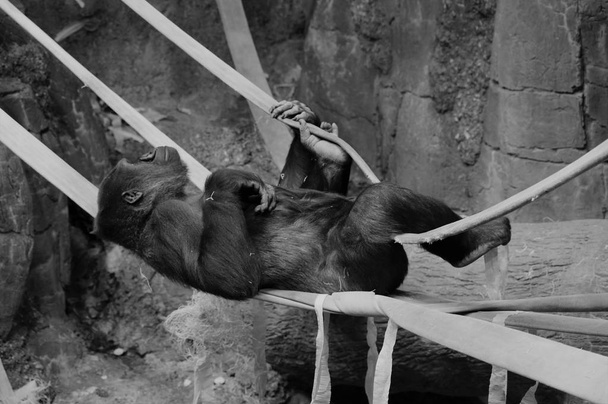 Gorille sur les cordes
 - Photo, image