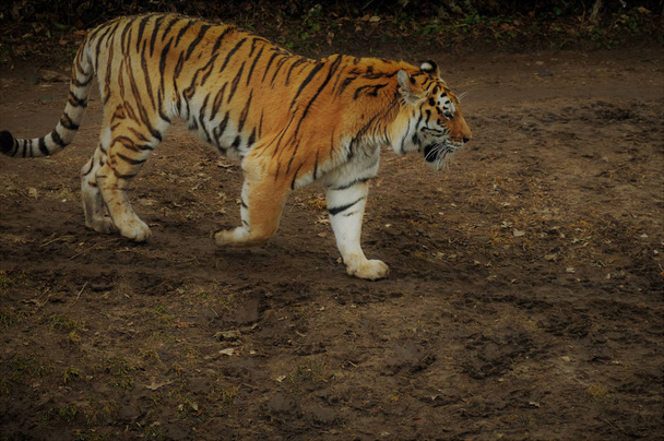 Un Tiger Pacing
 - Foto, imagen