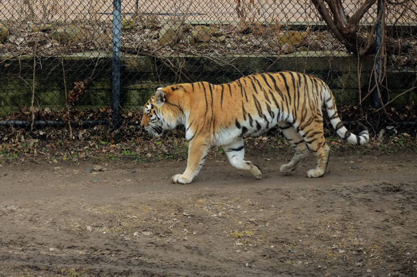 Un Tiger Pacing
 - Foto, imagen