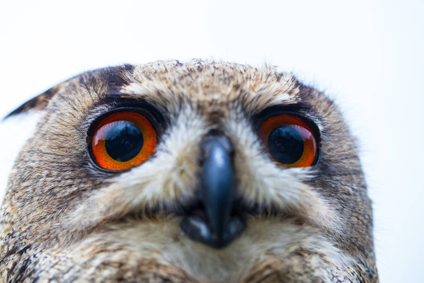 Horned sova nebo Eagle owl - Fotografie, Obrázek