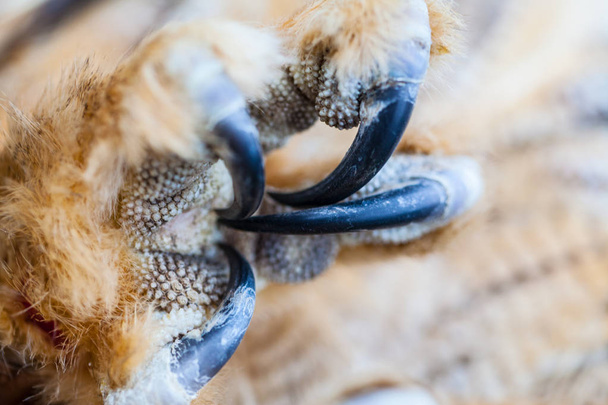 Eagle Owl Claw - Fotoğraf, Görsel