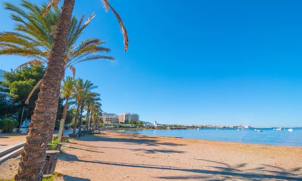 San Antoni de Portmany, Ibiza. Fila de palmeras bordea la playa
. - Foto, imagen