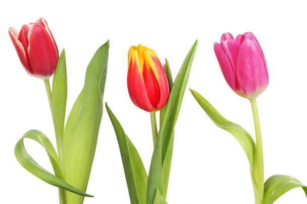 Three tulips - Foto, imagen