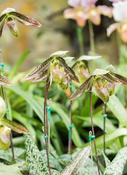 grüne Paphiopedilum Orchideenblume - Foto, Bild