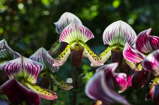 Paphiopedilum de fleur d'orchidée
 - Photo, image