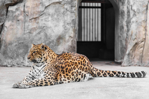 Leopard In Zoo - Фото, изображение