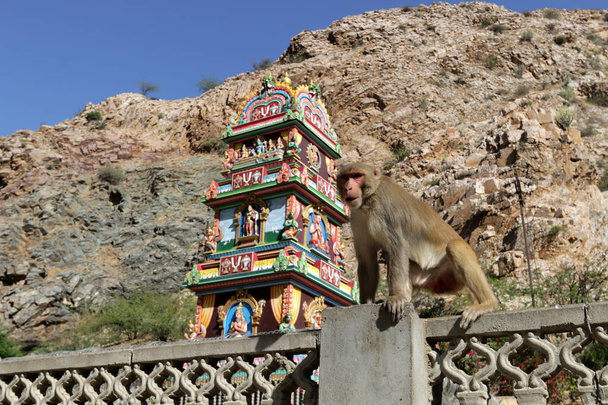 Mono en la ciudad de Jaipur
  - Foto, imagen