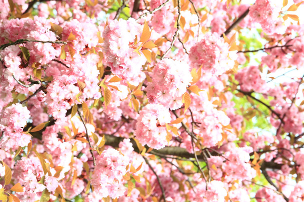 Fondo de flores de cereza
 - Foto, imagen