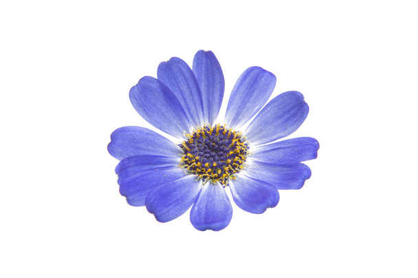 синій цинерарія ізольовані
  - Фото, зображення