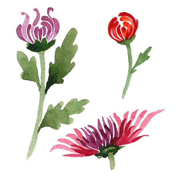 Wildflower krysanteemi kukka akvarelli tyyli eristetty
. - Valokuva, kuva