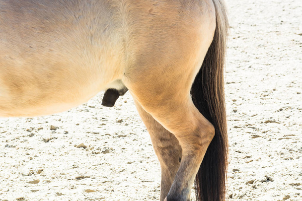 Reproductive Organ, penis of a horse         - Фото, изображение