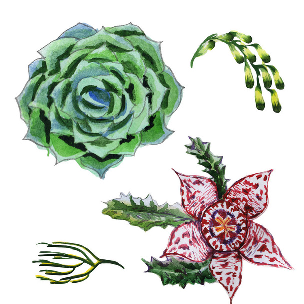 Wildflower succulentus flower in a watercolor style isolated. - Φωτογραφία, εικόνα