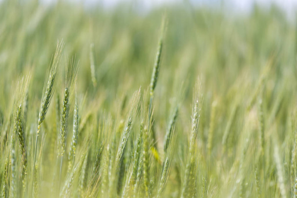 Young green wheat  - Foto, afbeelding