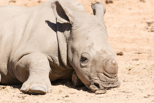 young white Rhino - Photo, image