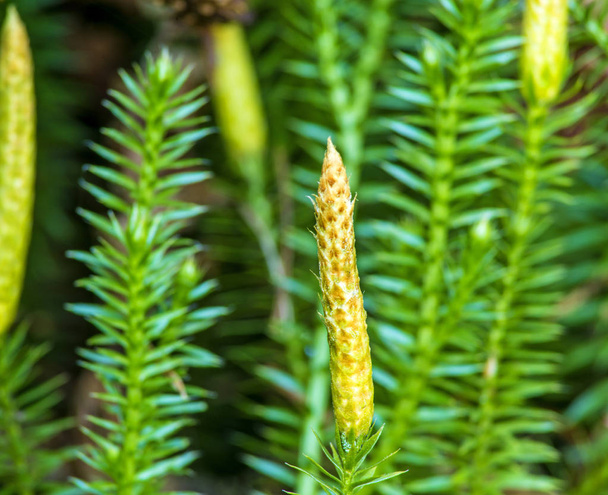 Huperzia, έλατο βρύα, φαρμακευτικό φυτό σε ένα σύμπλεγμα δομών - Φωτογραφία, εικόνα