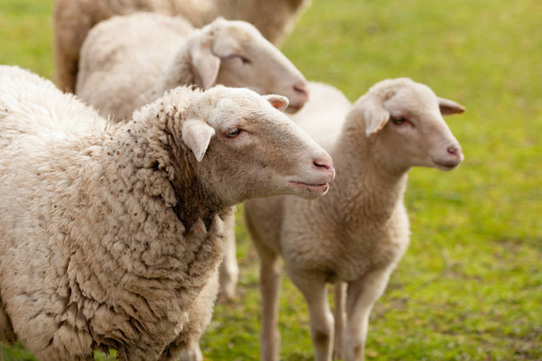 Çayırda otlayan koyunlar - Fotoğraf, Görsel
