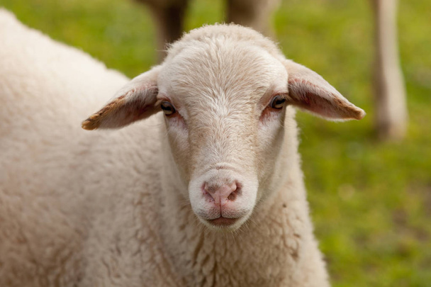 owce pasące się na łące - Zdjęcie, obraz