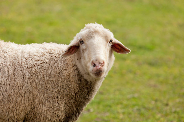 羊の放牧草原 - 写真・画像
