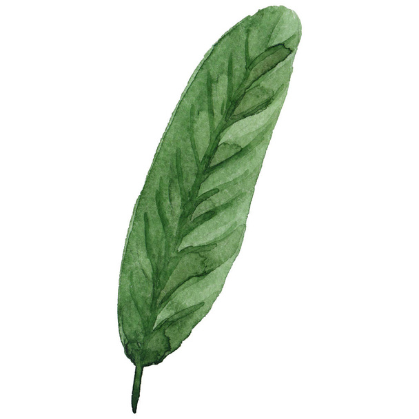 Exotic flower leaf in a watercolor style isolated. - Foto, immagini