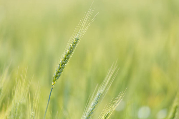 young green wheat  - Foto, afbeelding