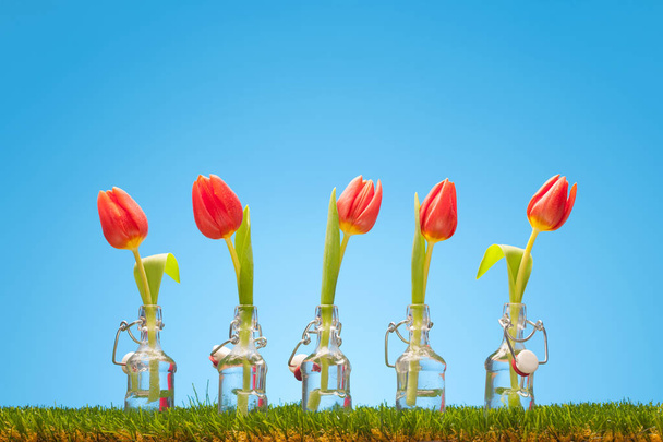 Tulipanes sobre fondo azul en pequeñas botellas de vidrio en una fila en la hierba, la primavera está llegando
 - Foto, imagen