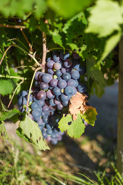 grapes on vine in sunlight - Fotografie, Obrázek