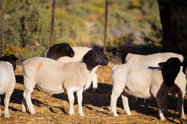 Dorper Sheep Rams - Photo, Image