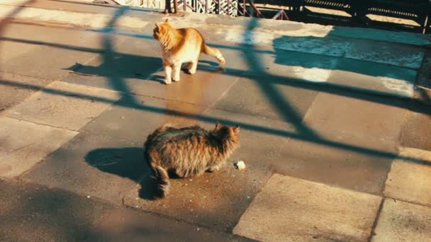 Δύο μεγάλα αδέσποτα γάτα συνεδρίαση για το χειμώνα - Πλάνα, βίντεο