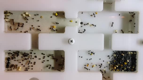 Ants in Formicarium. Realtime. - Footage, Video