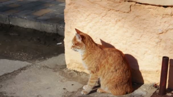 Μεγάλο κόκκινο άστεγο γάτα - Πλάνα, βίντεο