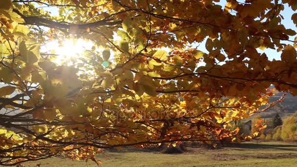 Podzimní bukových větví dál vítr s slunečních paprsků  - Záběry, video