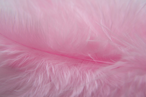 Plume d'oiseau rose
 - Photo, image