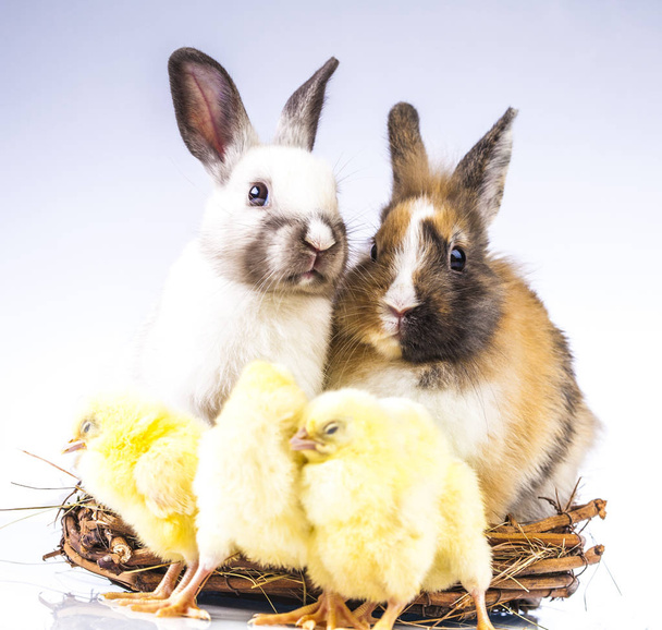  Pääsiäinen kana ja kani valkoisella taustalla
 - Valokuva, kuva