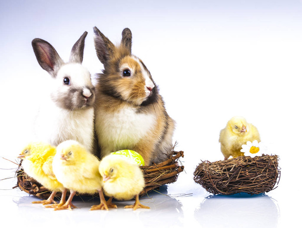  Easter chicken and rabbit on the white background - Photo, Image
