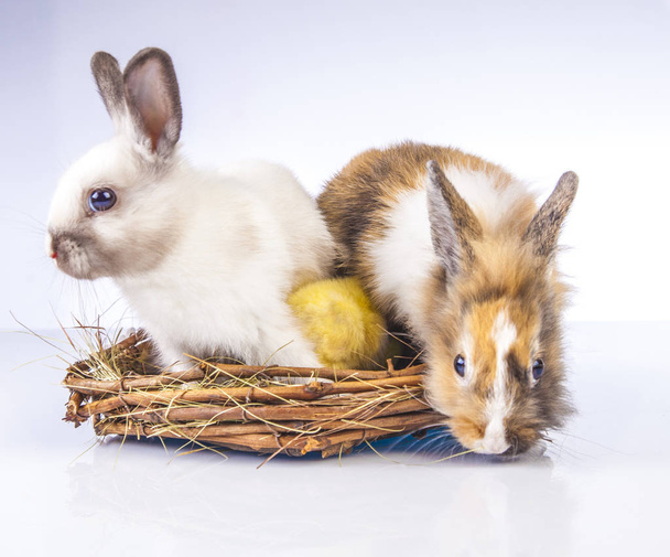  Frango de Páscoa e coelho no fundo branco
 - Foto, Imagem