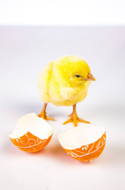 Easter chicken on the white background - Photo, Image