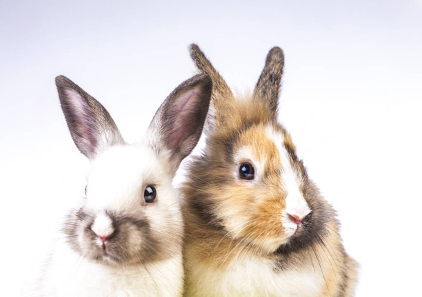 Conejo de Pascua sobre el fondo blanco - Foto, Imagen
