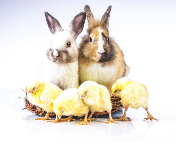  Poulet et lapin de Pâques sur fond blanc
 - Photo, image