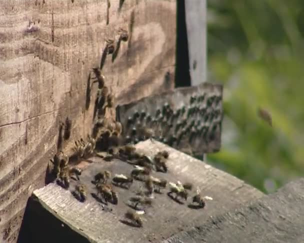 πολλές μέλισσες βουίζουν γύρω από μια κυψέλη φρεατίων. μελισσοκομία. - Πλάνα, βίντεο