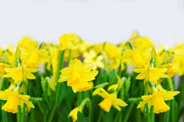 Narcisos amarillos sobre fondo blanco
 - Foto, Imagen