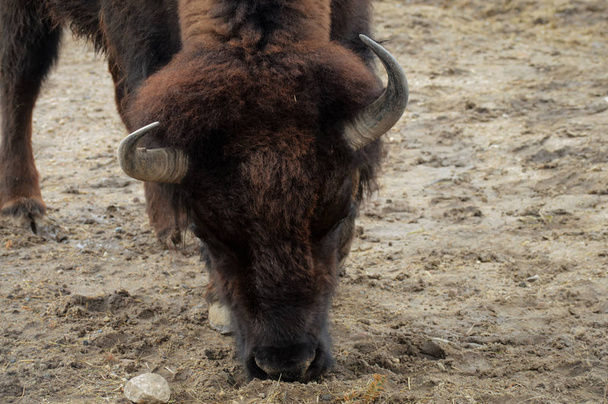 A Bison Grazing - Photo, Image
