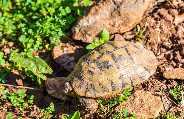Tortoise on the ground near Moulay Idriss, Morocco - Photo, Image